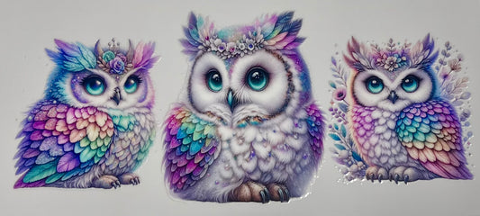 Owl 4